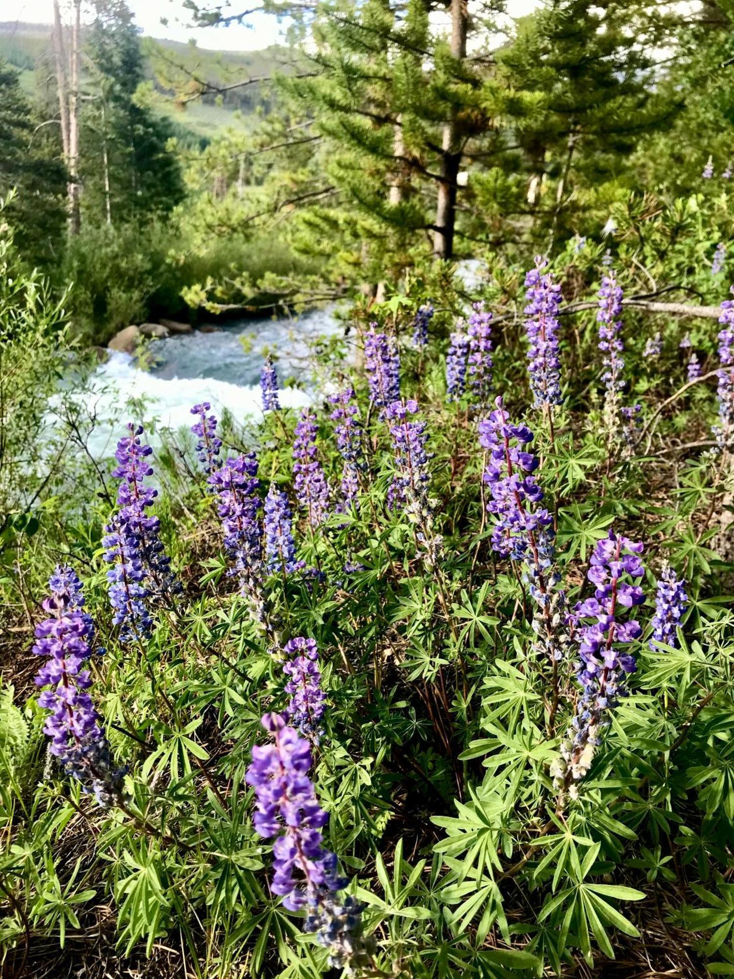 Wild Irishman 1043 By Summitcove Lodging Keystone Bagian luar foto