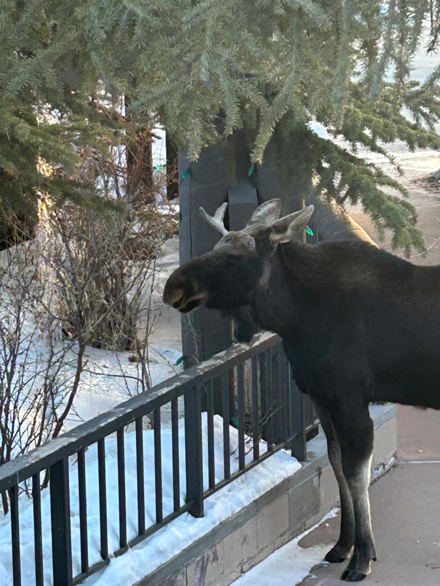 Wild Irishman 1043 By Summitcove Lodging Keystone Bagian luar foto